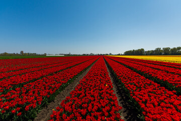 Red tulips on a field in the Netherlands