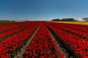 Red tulips on a field in the Netherlands