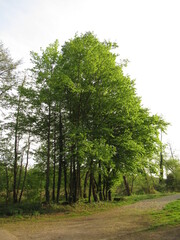 Fototapeta na wymiar Bäume am 'Wegesrand