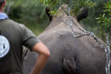White rhino dehorning -  dart in the backside