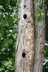 Two Woodpecker holes in a tree trunk in the garden