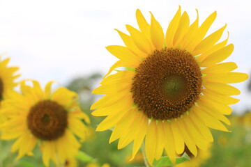Beautiful sunflower field on summer
