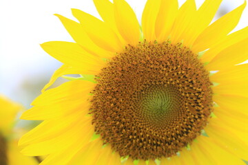 Fototapeta premium Beautiful sunflower field on summer