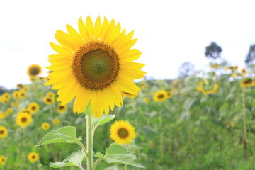 Beautiful sunflower field on summer