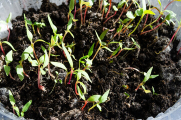 seedlings of flowers. small plant bores in the ground