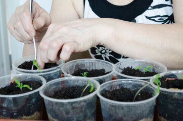 transplanting seedlings with female hands. growing tomato seedlings