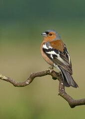 Obraz premium Chaffinch perched on curly branch