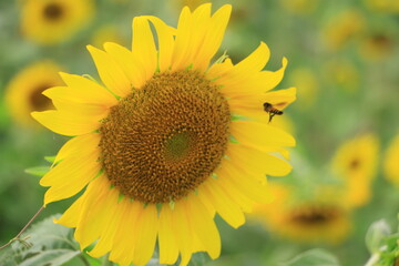 Obraz premium Beautiful sunflower field on summer