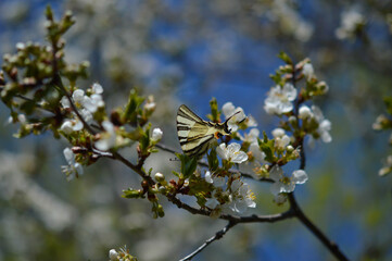 Swallowtail butterfly on white blooming branches