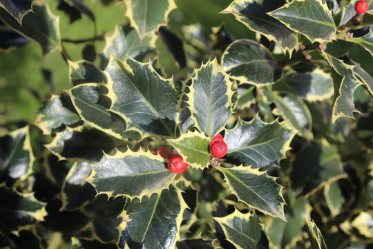 holly leaves and berries, holly