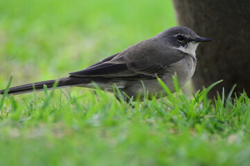 blackbird on the grass