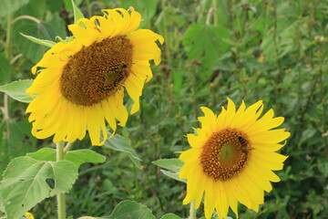 Beautiful sunflower field on summer