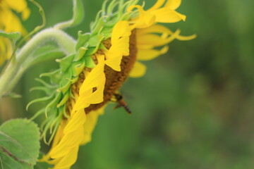 Beautiful sunflower field on summer