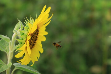 Beautiful sunflower field on summer