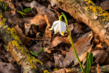 Lonely snowflake flower on the forest ground between lying mushroom covered tree branches during the early spring