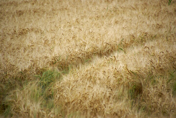 Gerstenfeld Gerstenähren noch nicht ganz reif mit Fahrspuren auf Feld von Traktor 419337737