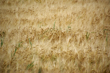 Gerstenfeld Gerstenähren noch nicht ganz reif 419337754