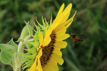 Beautiful sunflower field on summer