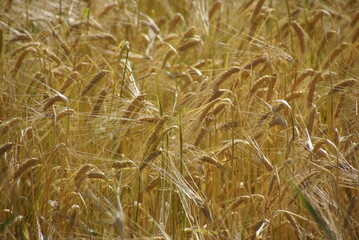 Gerstenfeld Gerstenähren noch nicht ganz reif 419337946