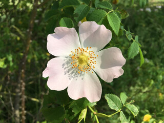Obraz premium Heckenrose 419337993 Rosa canina Heckenrosenblüte
