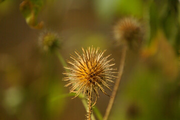 Klette im Herbst Trockenblume