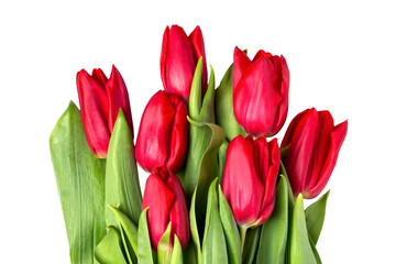 Isolated red tulips. Spring bouquet of flowers on a white background.