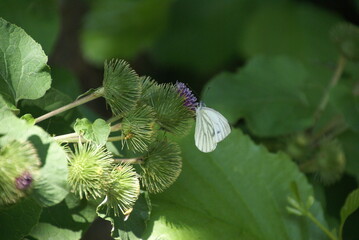 Rapsweißling weißer Schmetterling