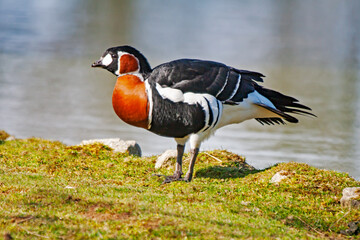 Bernache à cou roux au bord de l'étang	