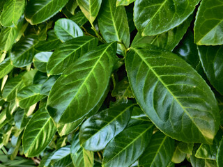 Colorful green leaves during daytime with sun reflections on glossy leaves.