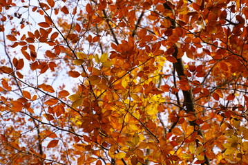 Rotbuche mit bunten Blättern