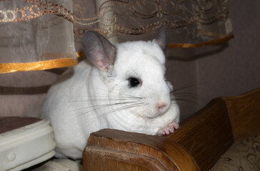 Obraz premium White chinchilla is sitting near the window. Cute home pet.