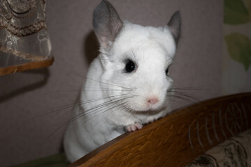 Obraz premium White chinchilla is sitting near the window. Cute home pet.