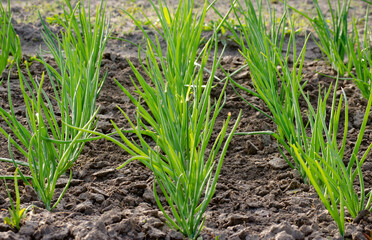 young onions in the garden