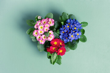 Multicolor blooming primroses, heart shape of fresh flowers