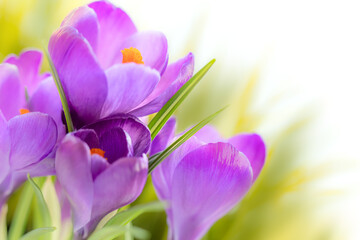 Natural background of delicate spring crocuses flowers