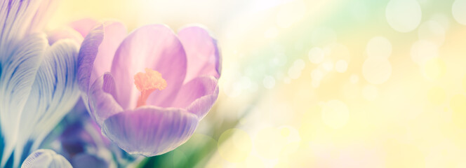 Gentle first spring flowers crocuses on design banner backgroun