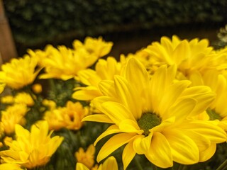 yellow flowers in the garden
