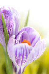 Vertical natural background of delicate spring crocuses flowers