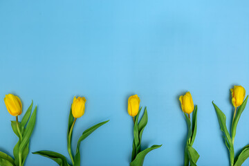Yellow tulips arranged in a row on a blue background