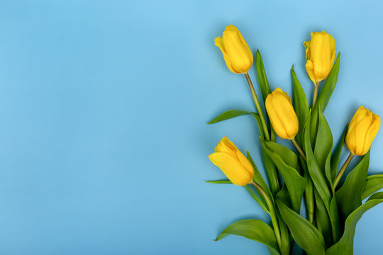 A bouquet of yellow tulips on a blue background. With a place for text