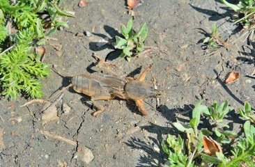Insect molecricket