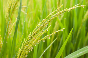 Rice flowers are blooming in the rice fields of Thailand.