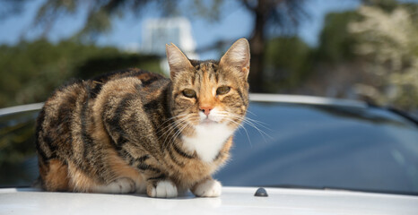 The cat looks to the side and sits on the white car. Close up portrait of green-eyed fluffy gray cat in nature. Selective focus the cat