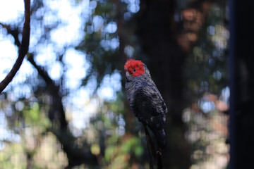 red billed hornbill