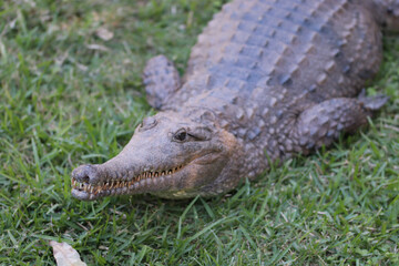 alligator in the everglades