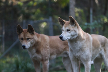 alaskan malamute dog