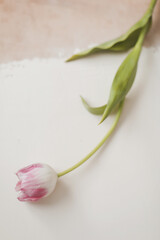 Fresh pink tulip on a light background