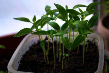Plant shoots, spring, seedlings. The birth of a new life.