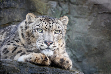 Alert snow leopard