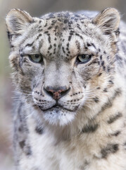 Portrait of an adult snow leopard